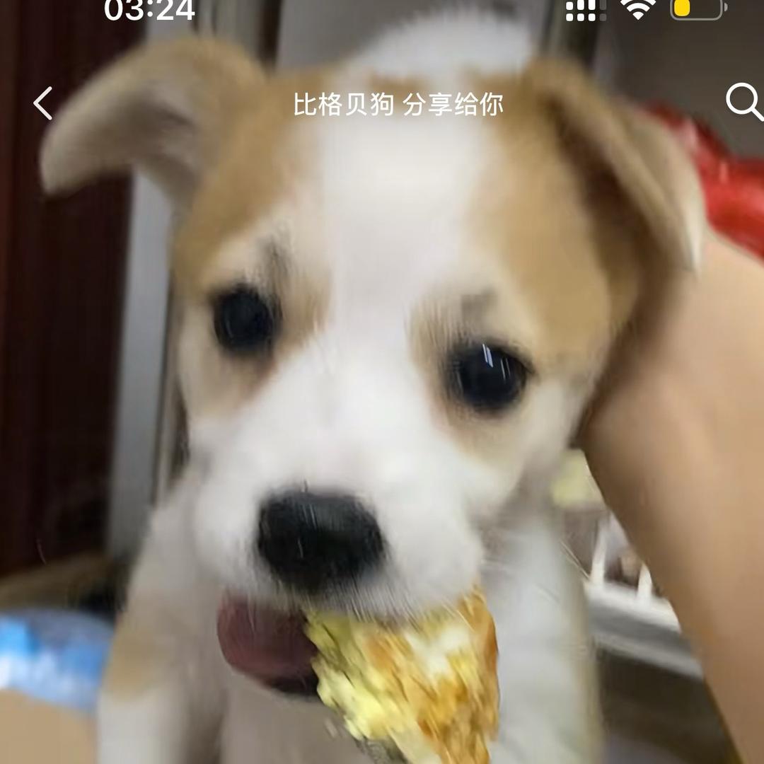 网络呆子鳄鱼酱