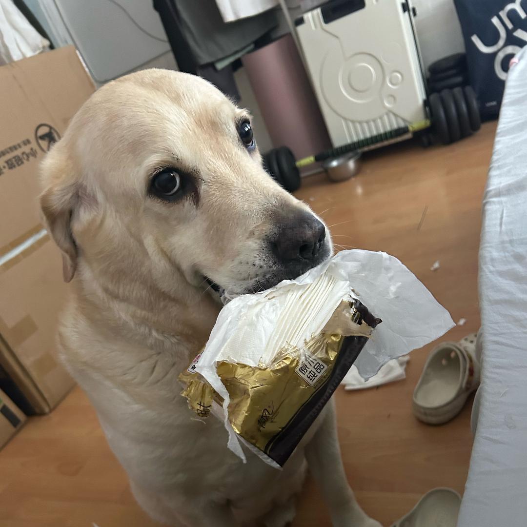 1只🐶1🐰35只🐢的主人