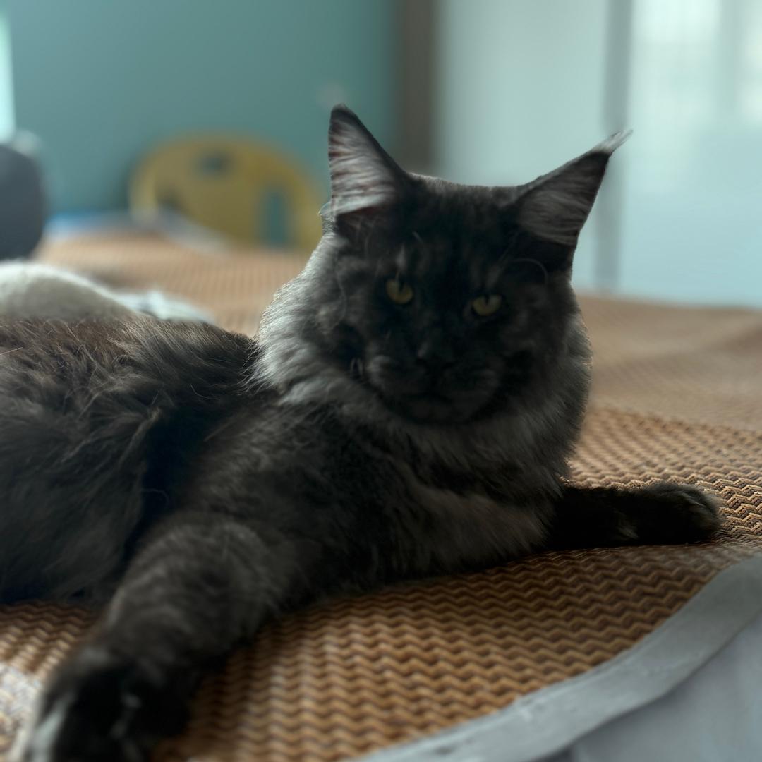 我家老板是只猫
