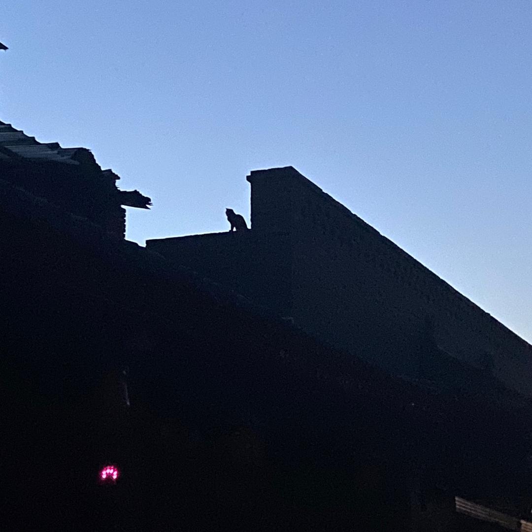 折月煮酒SZH