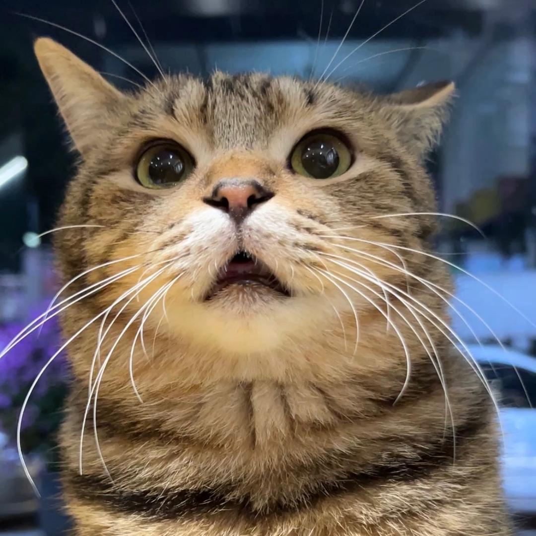 四条是只狸花猫