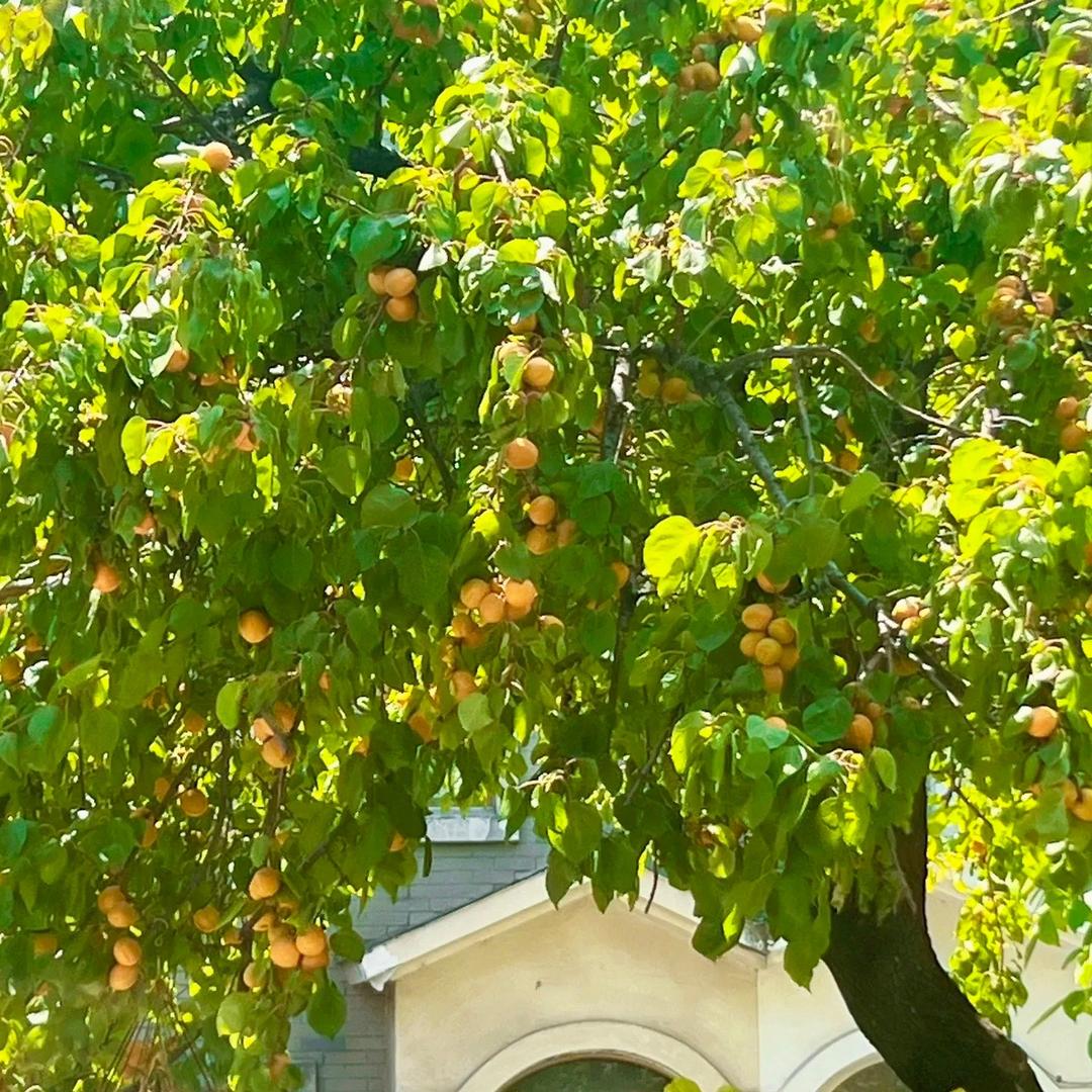 金墩墩工厂直发