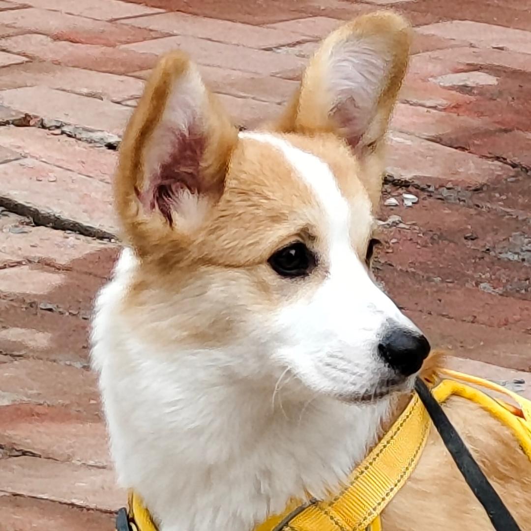 @来福（尾巴柯基）