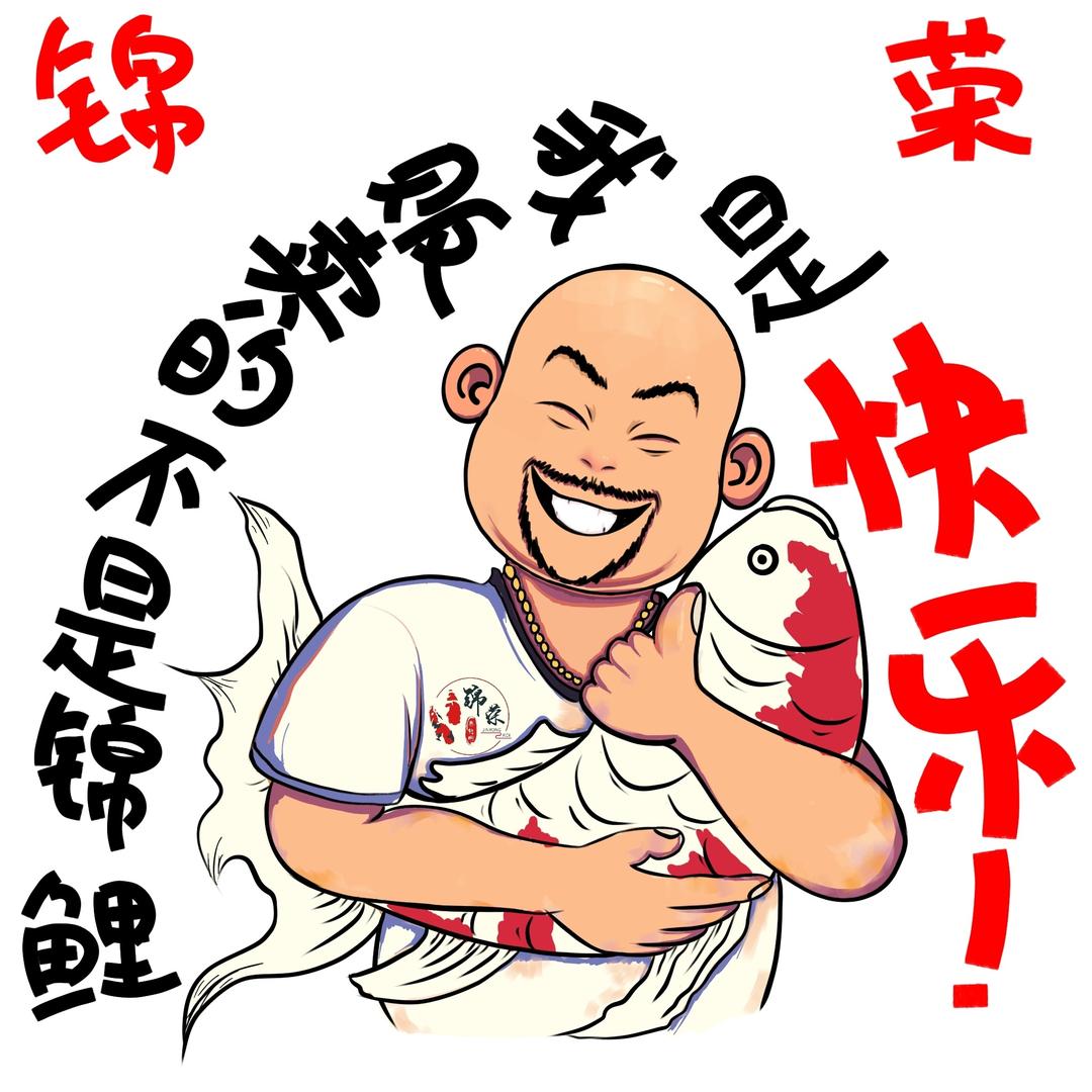 锦荣锦鲤（光头精选）