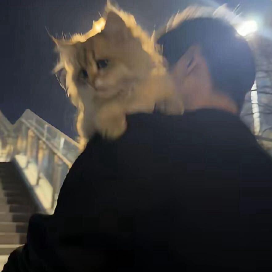 慵懒的猫