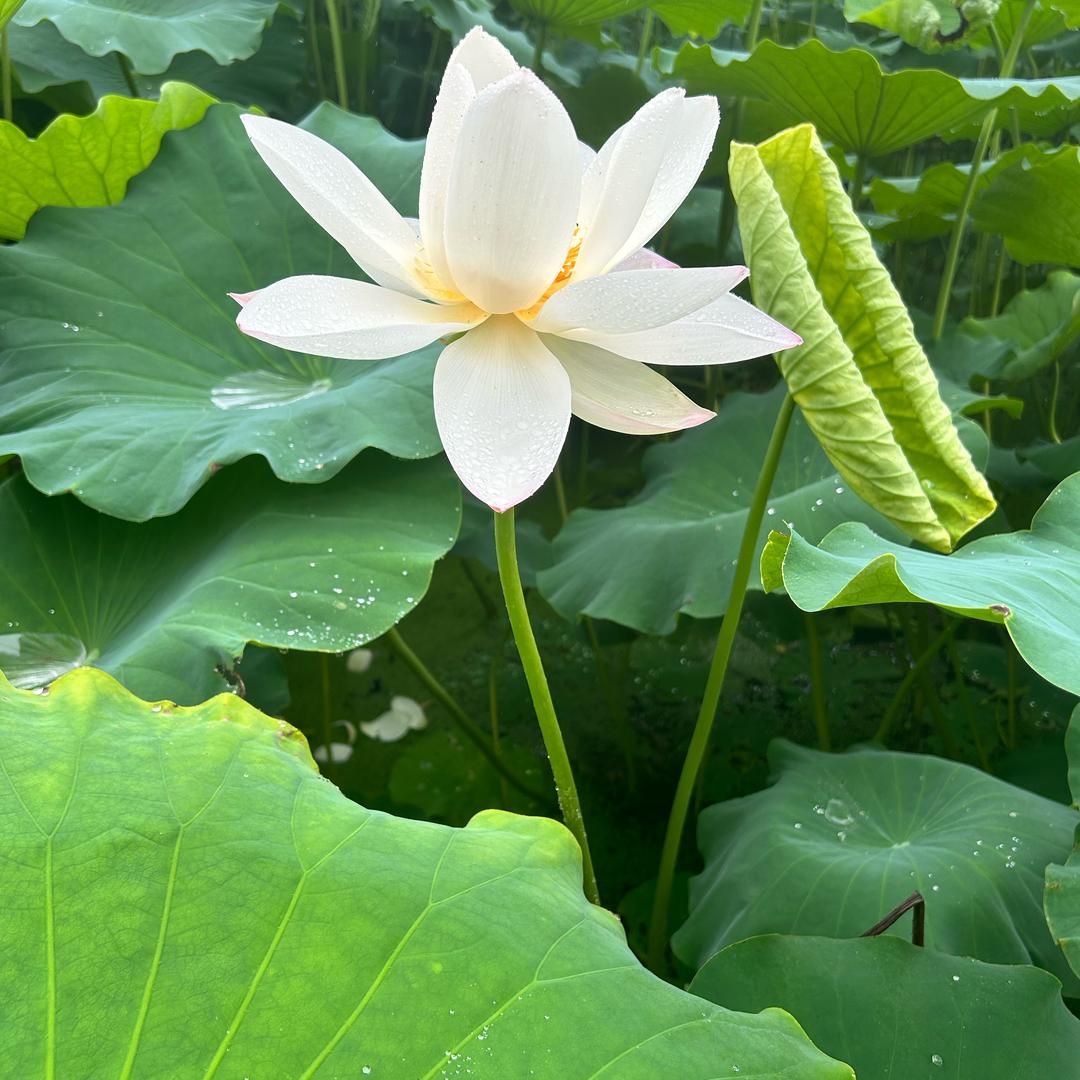 缘分