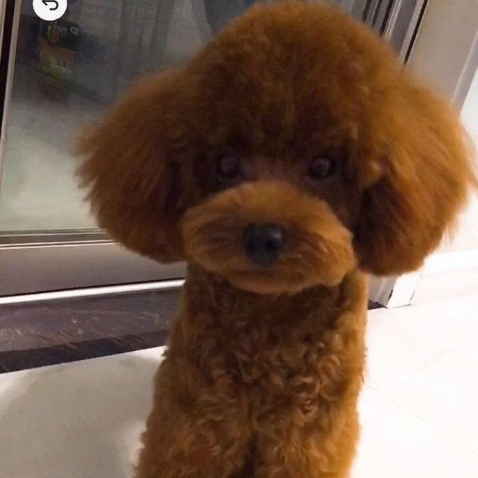 一只牛🐶、