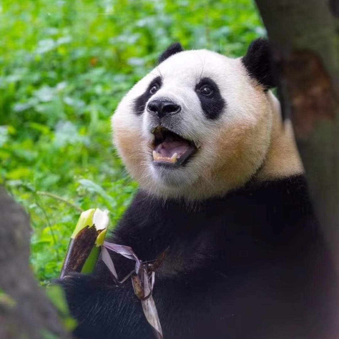 爱乐福睿辉