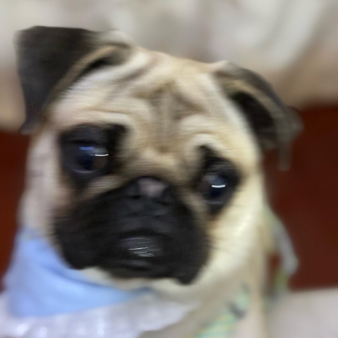 巴哥少爷