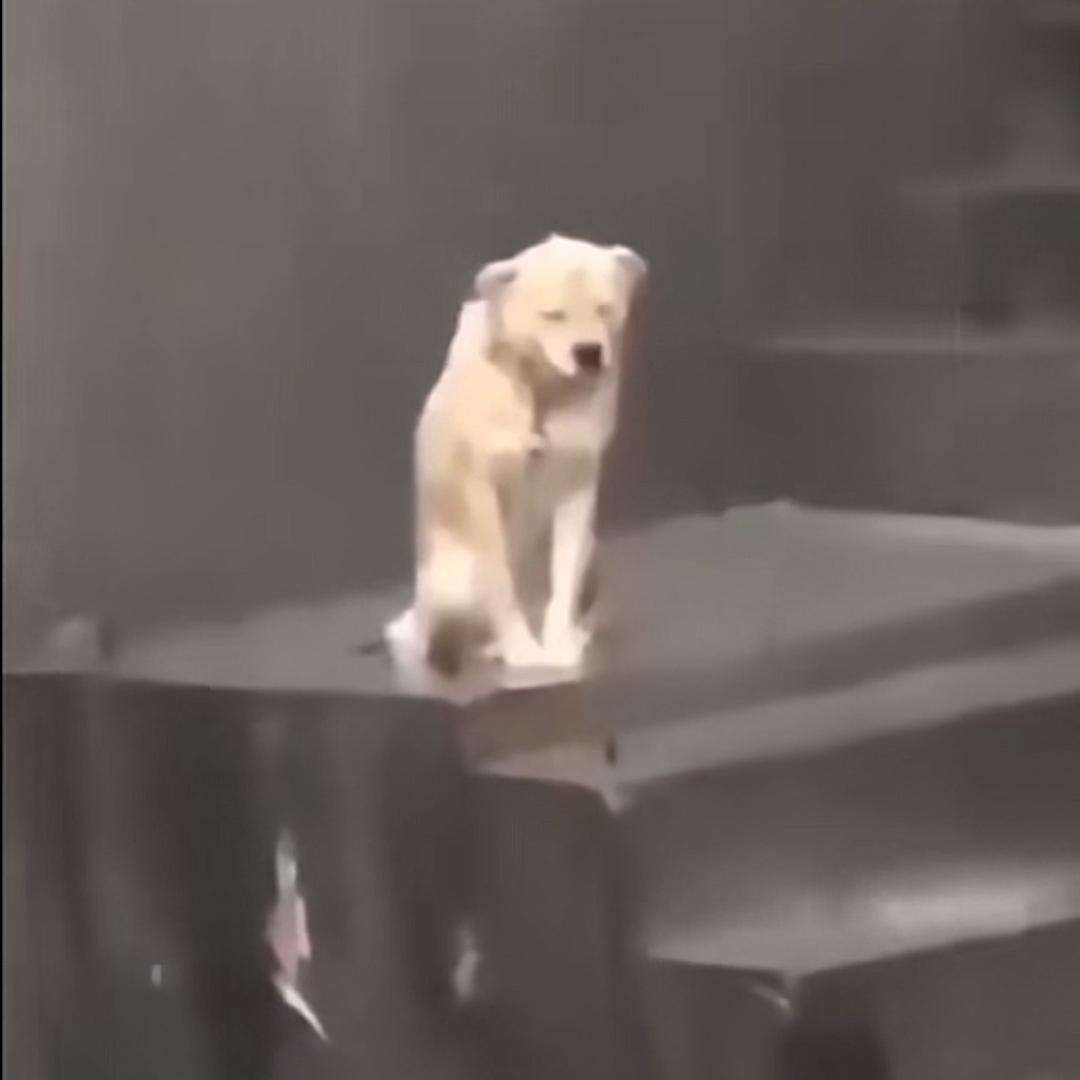 孤独的狗吃着寂寞的屎