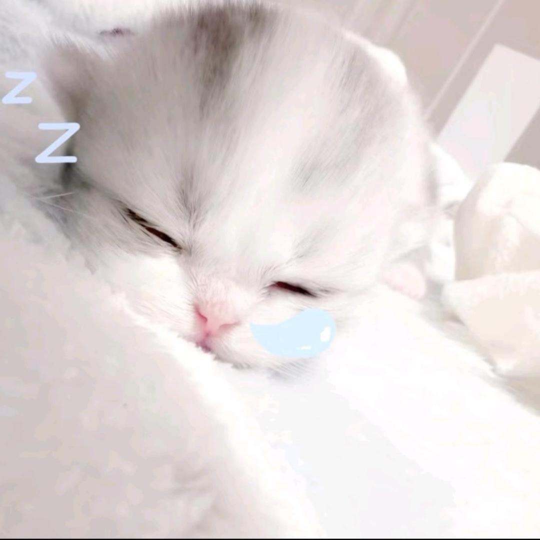 小蛋挞