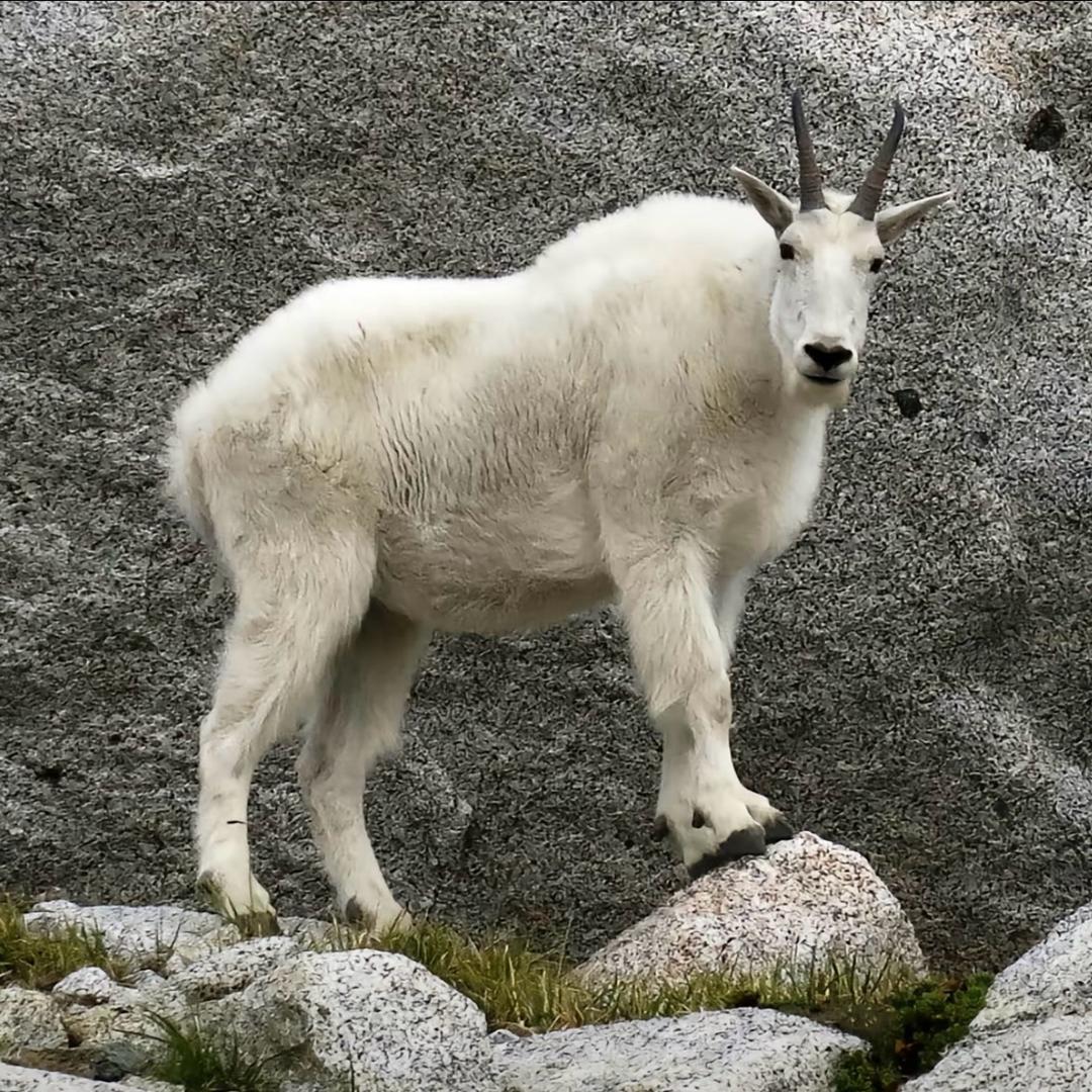 仿生人会梦见电子羊吗