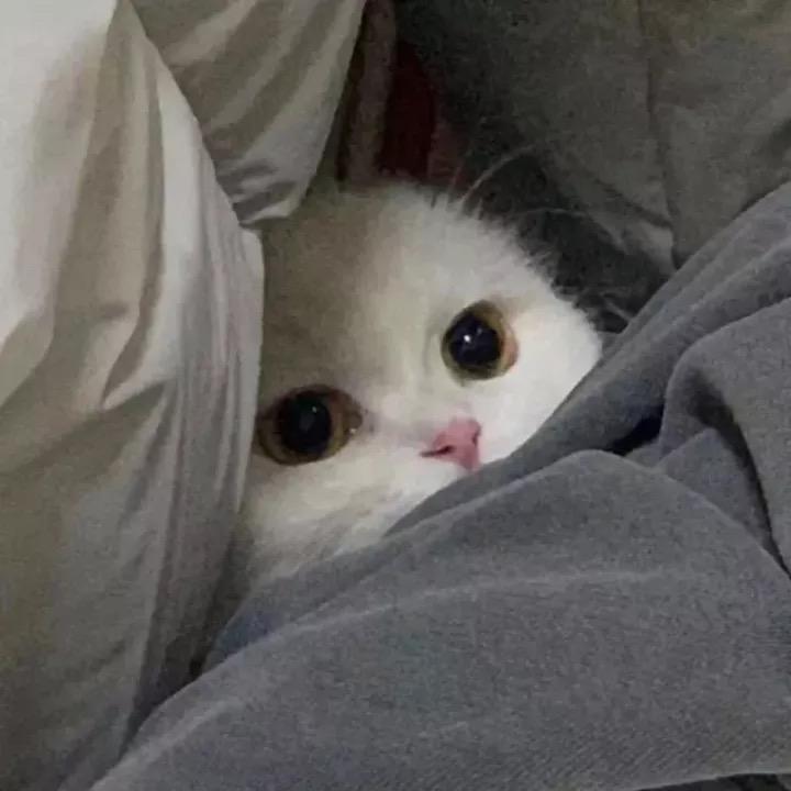 巾宝