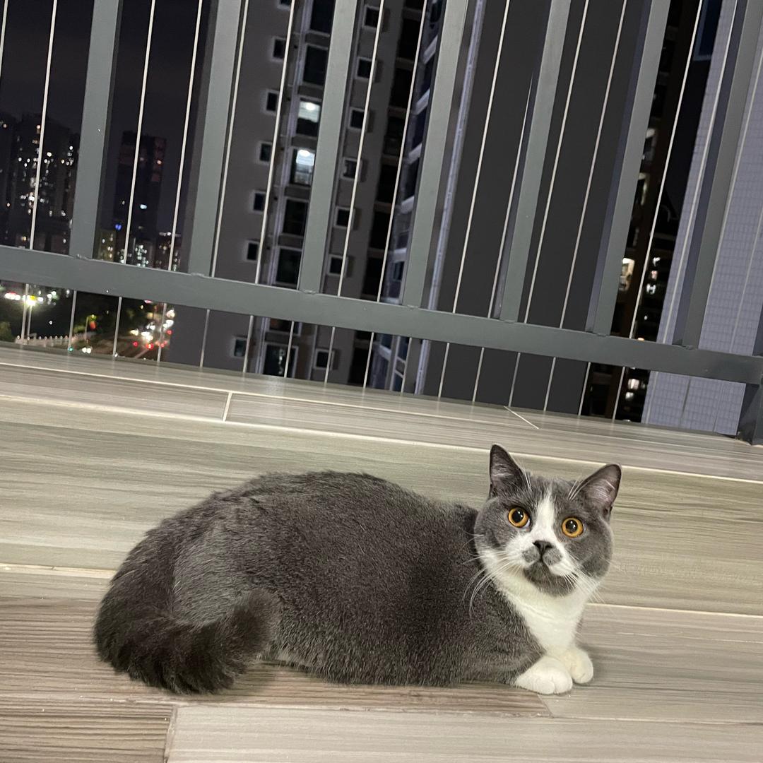 菜花小猫咪成长记