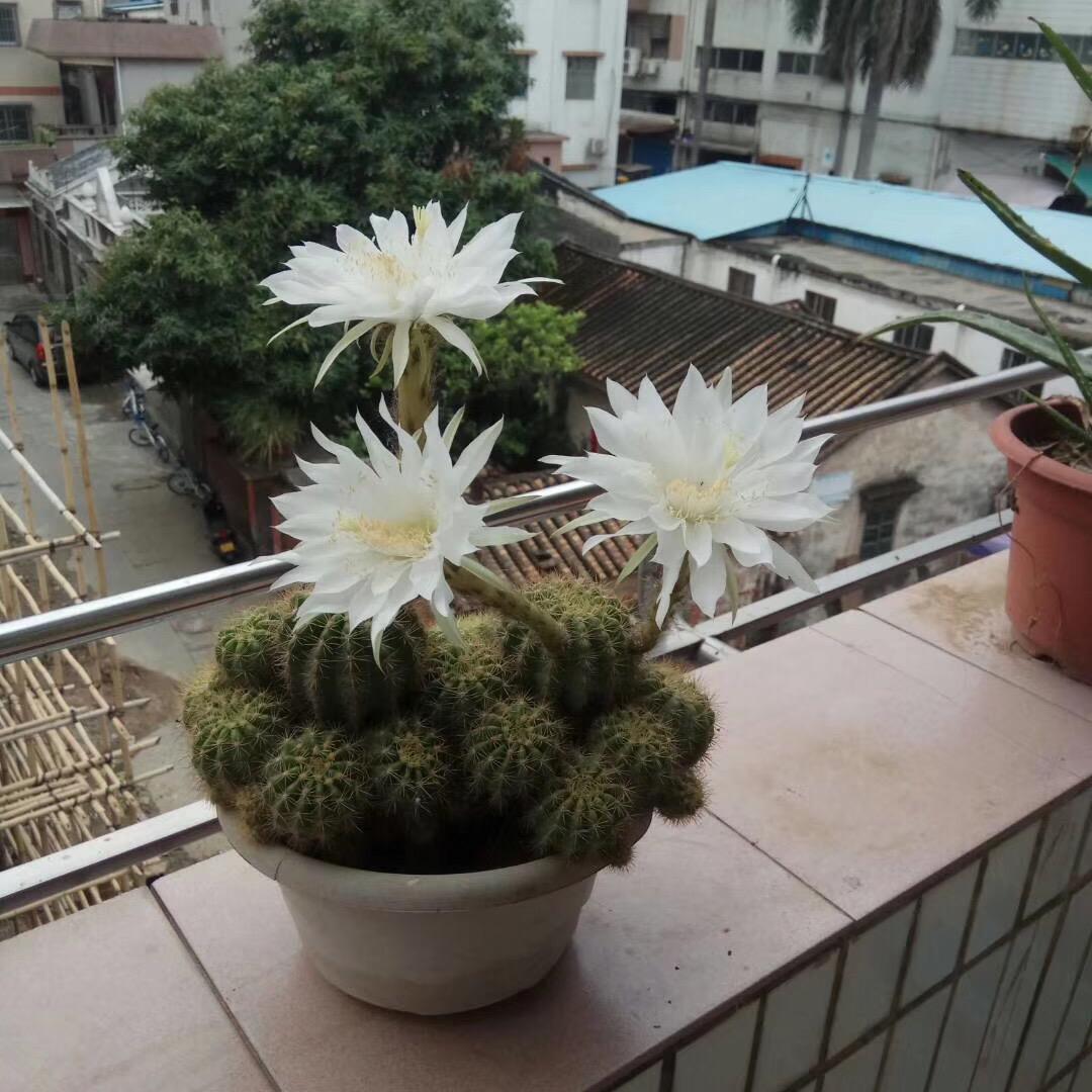 玲8