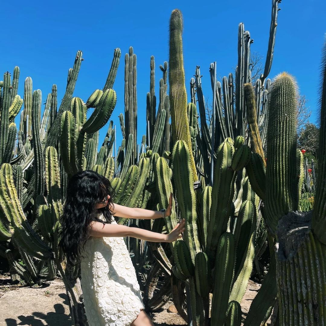 🌵仙人掌在逃刺刺