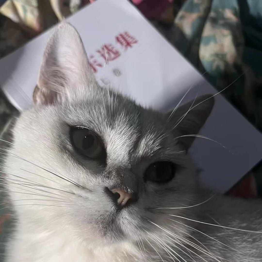 兮兮ㅤ