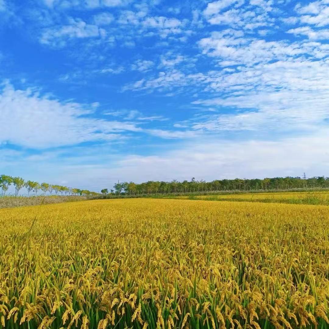 小蔡五常大米优选