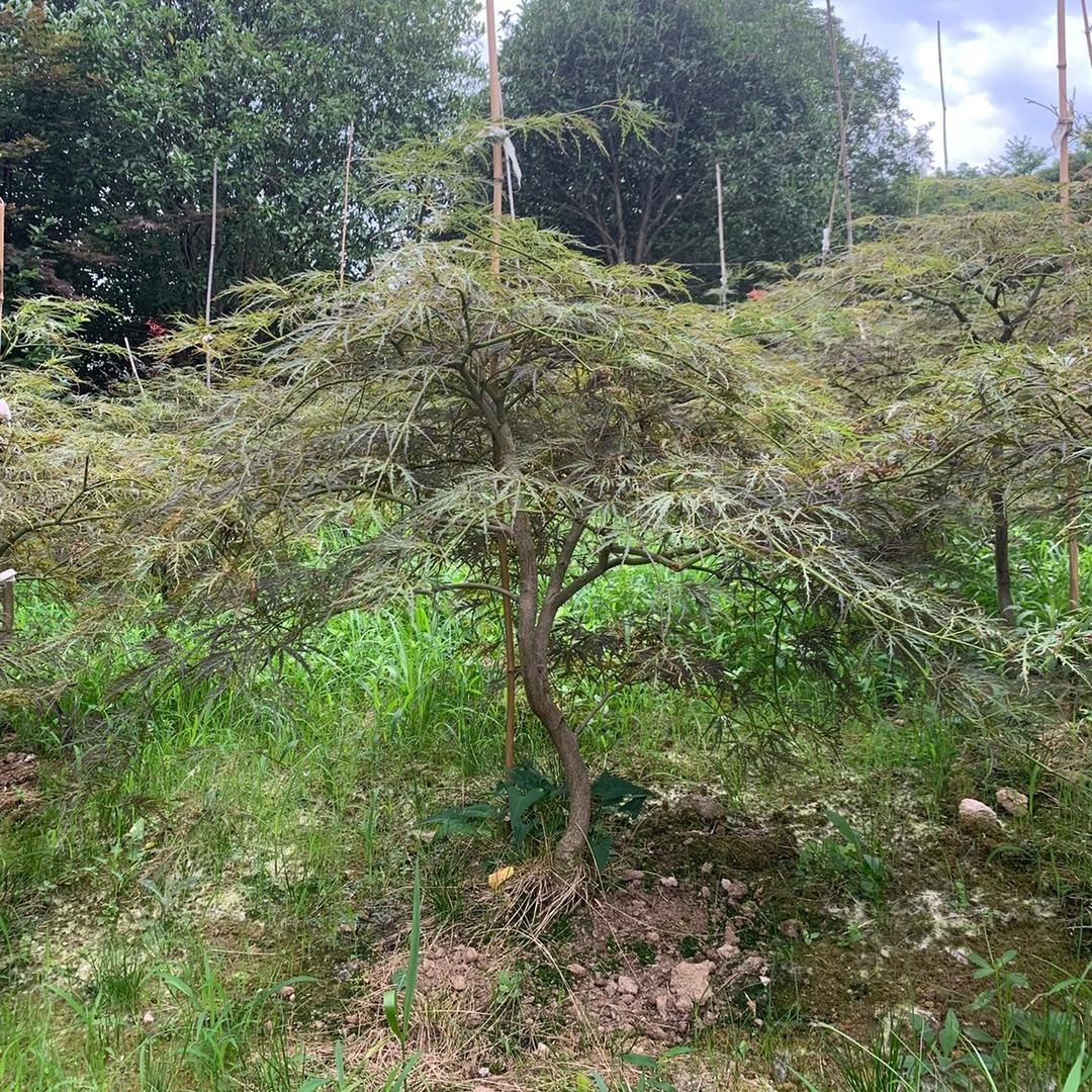 新昌苗木小松！