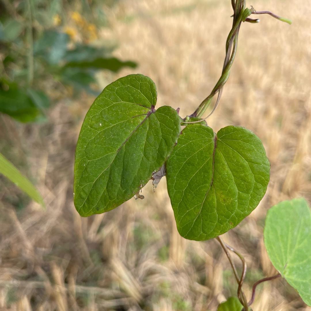 古方百草🧙‍♀️