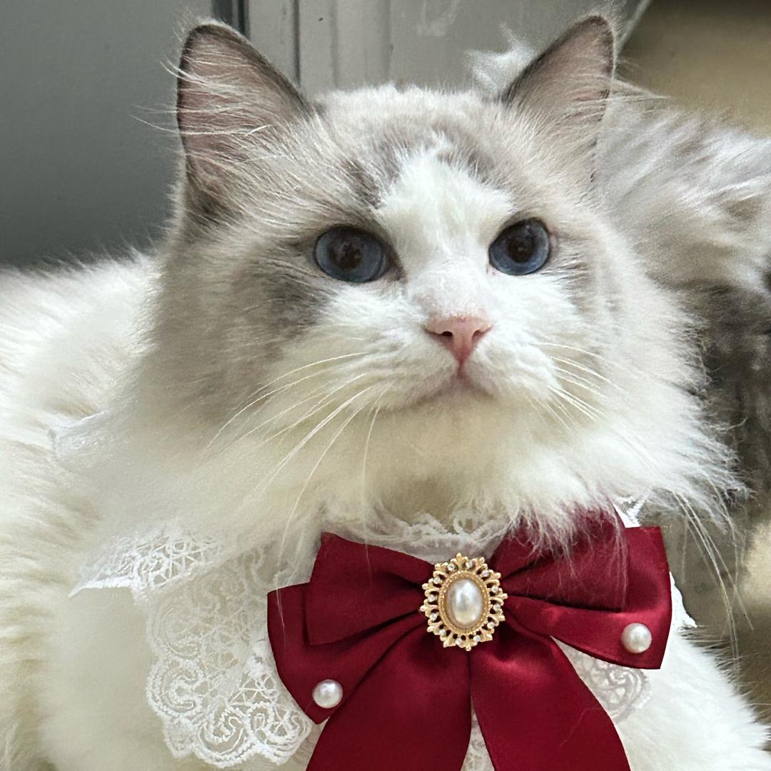 断桥不断，残雪不残