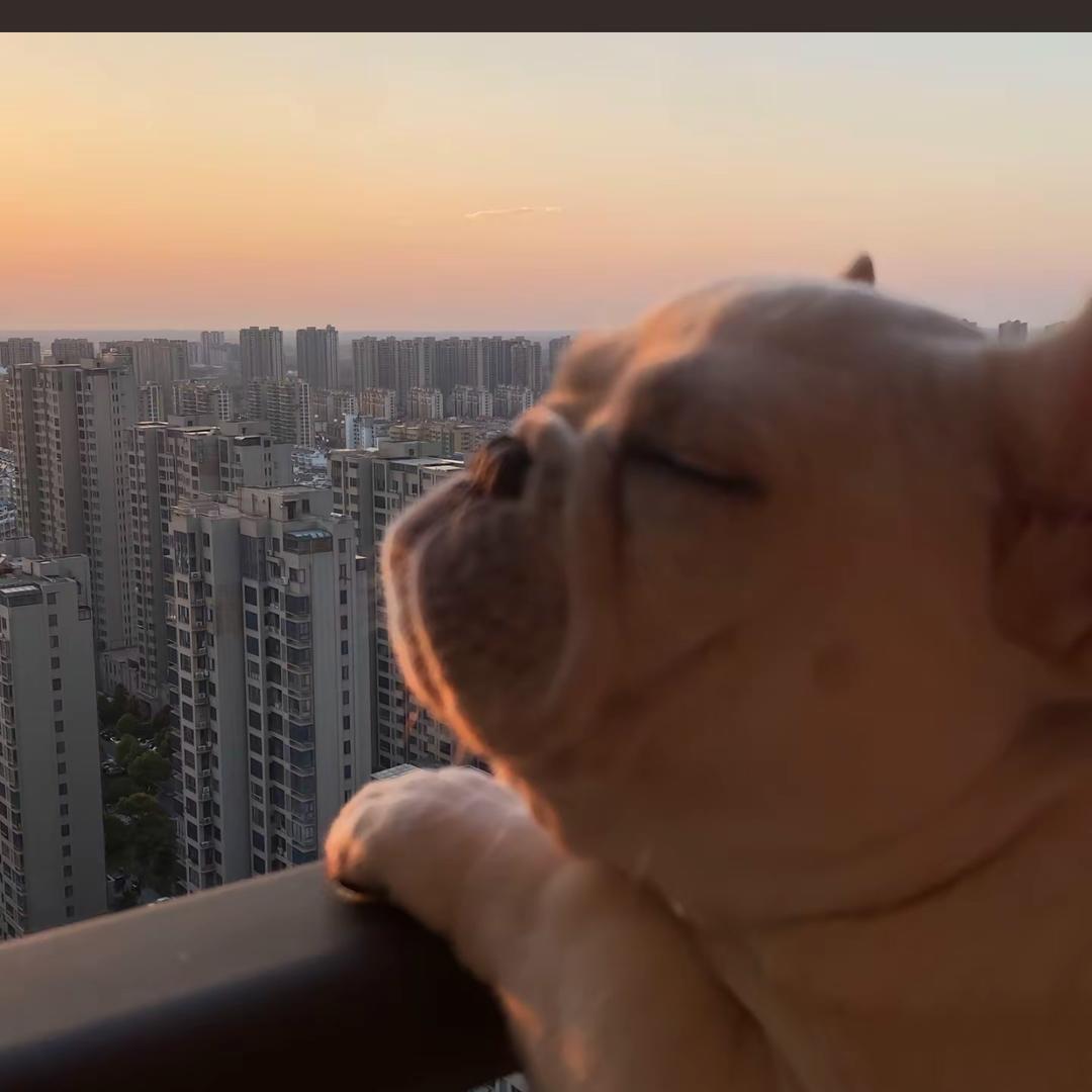 泪水打湿猪脚饭