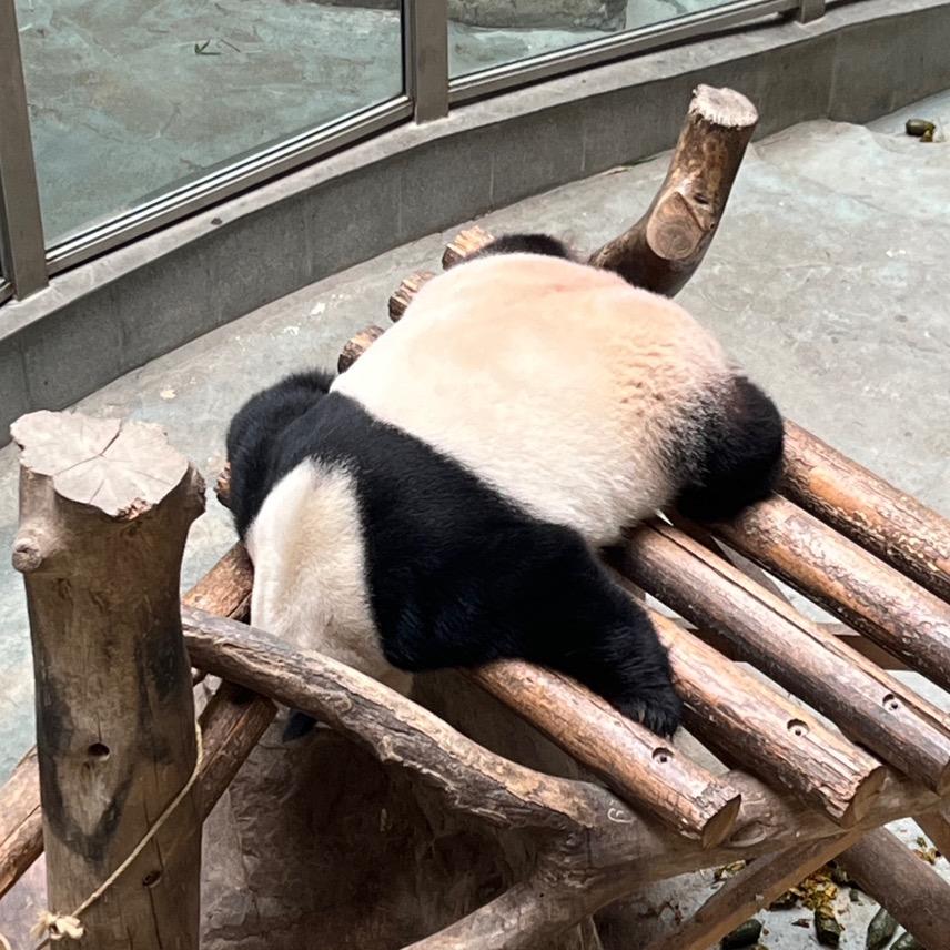 从心吖