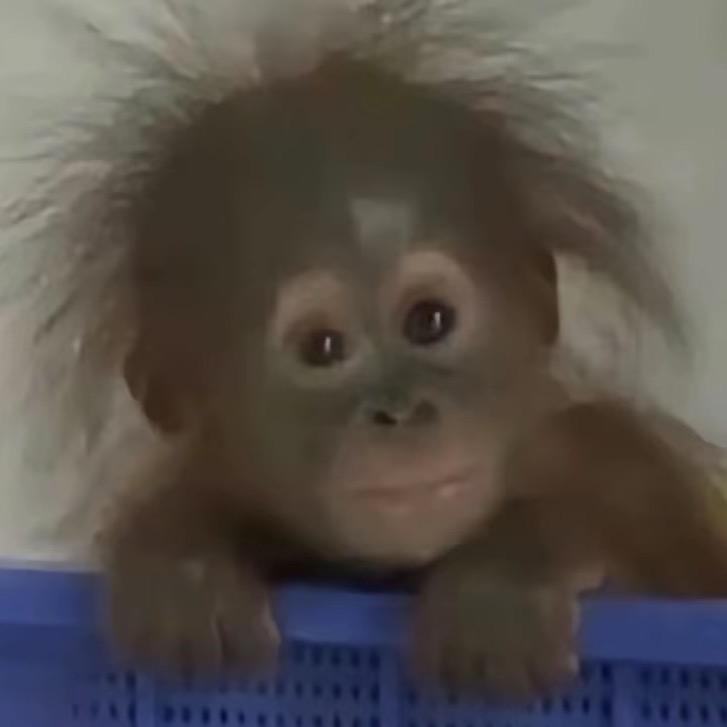 精神病院最优秀最有魅力的卷尾猴