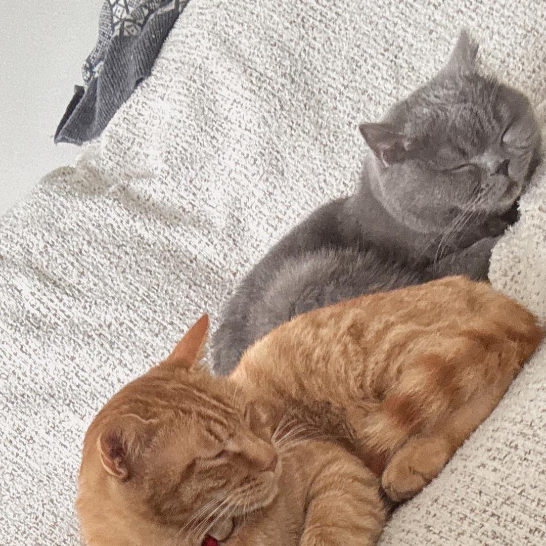 小老虎爱🍡可组局