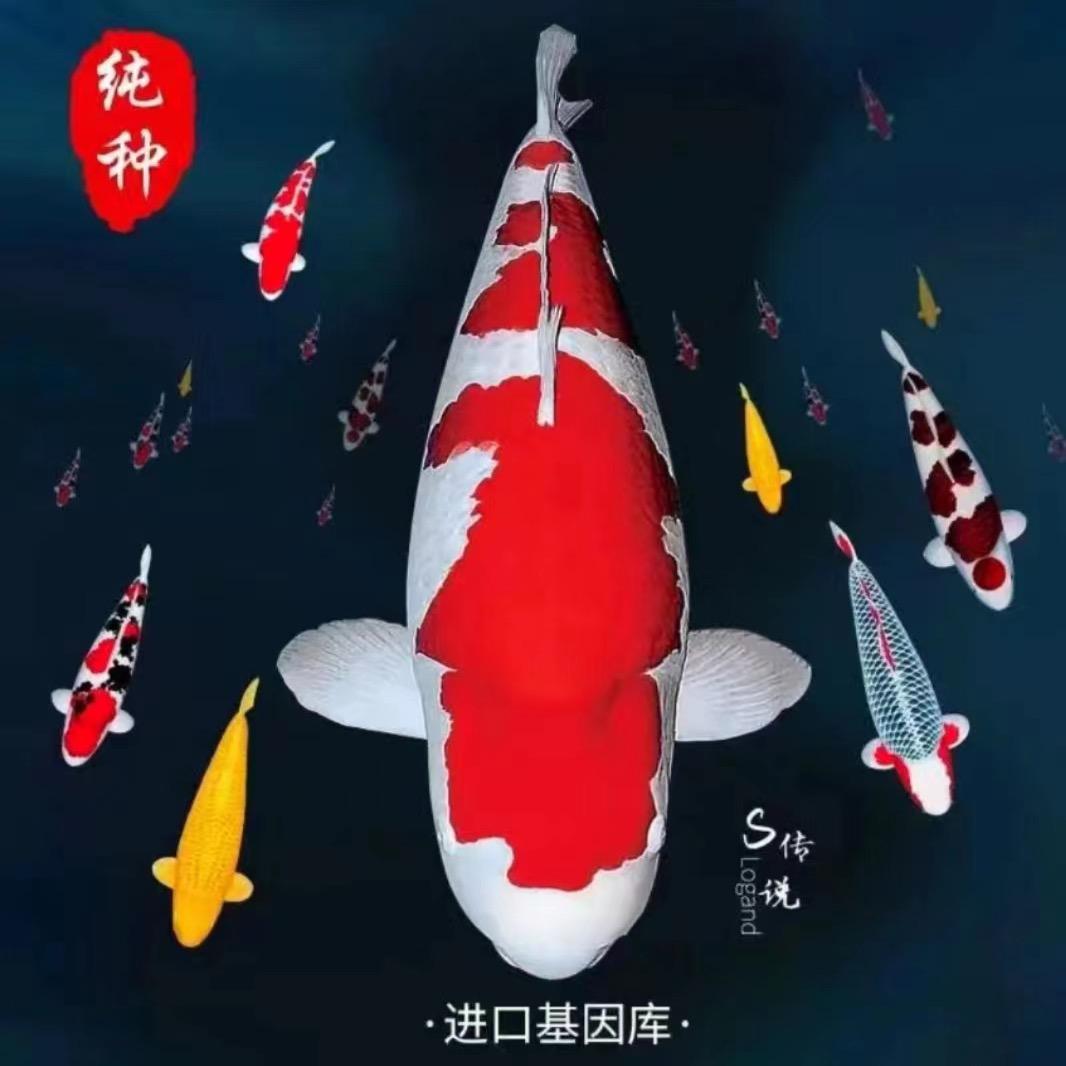二蛋锦鲤