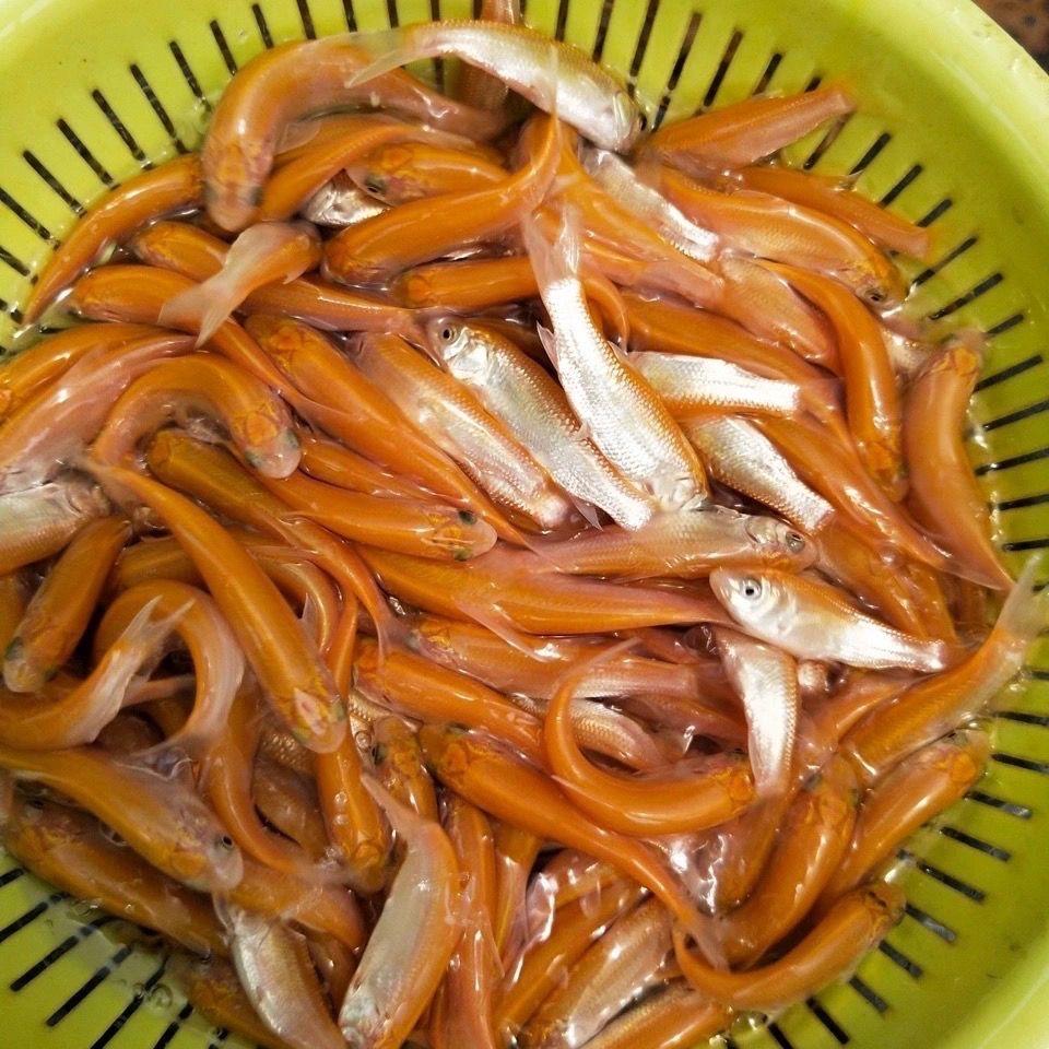 保真鱼苗养殖基地