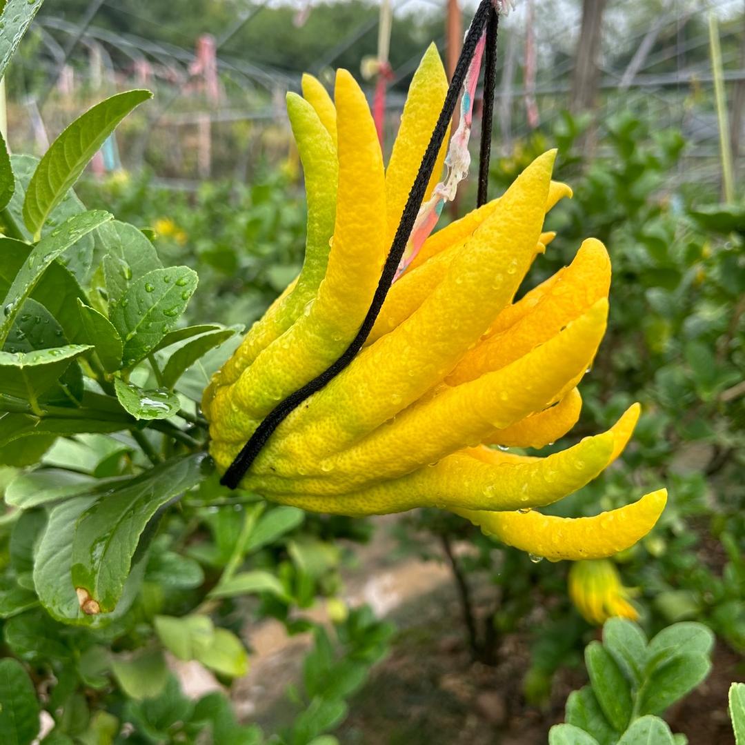 衡宝佛手小卖部