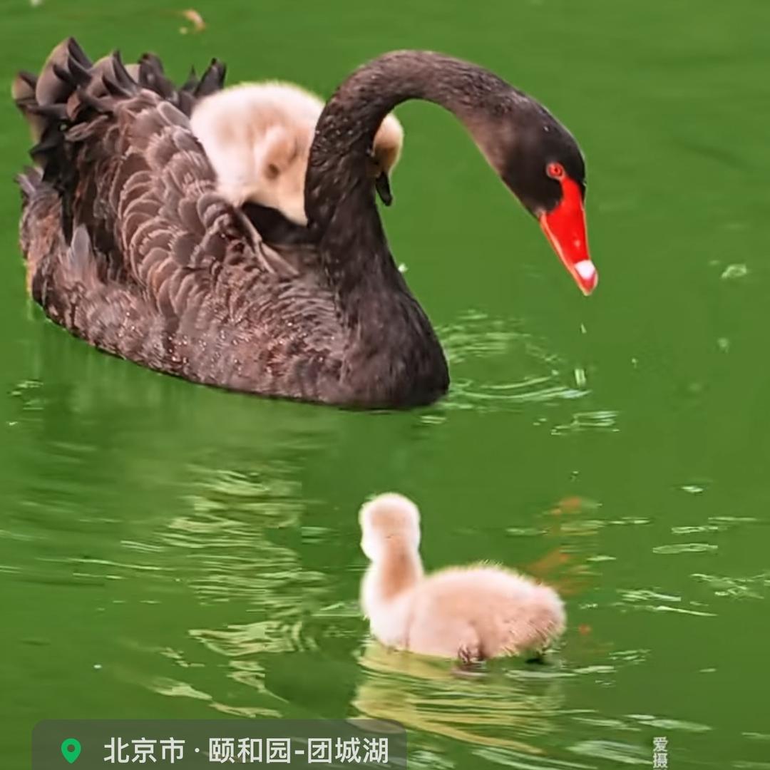是玲玲呀