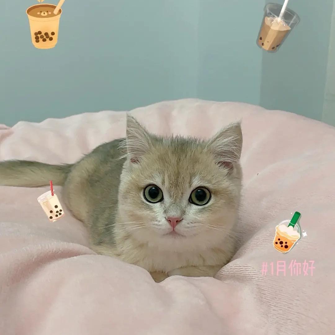 点点是只喵🐱