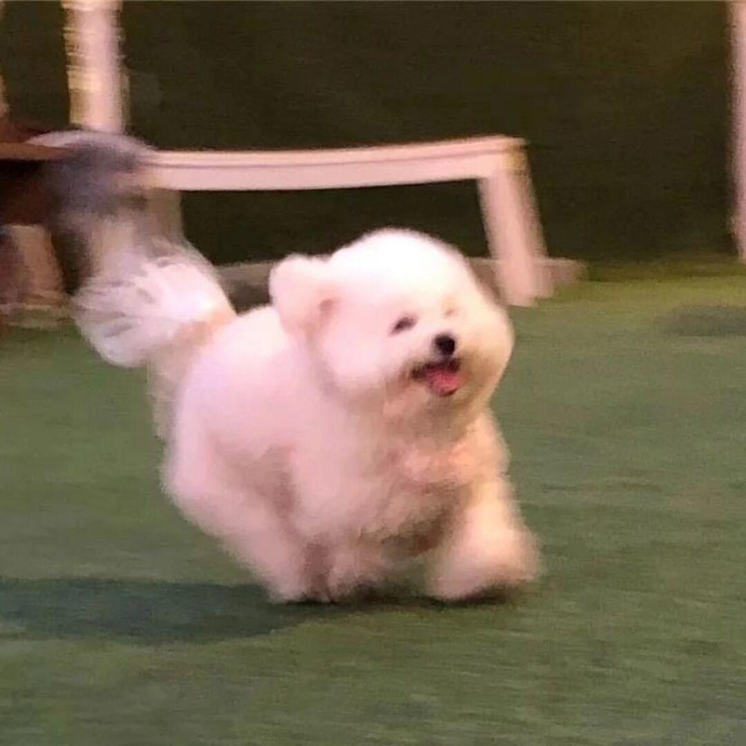 铃鹿