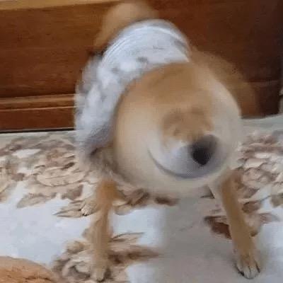 回旋镖裤衩