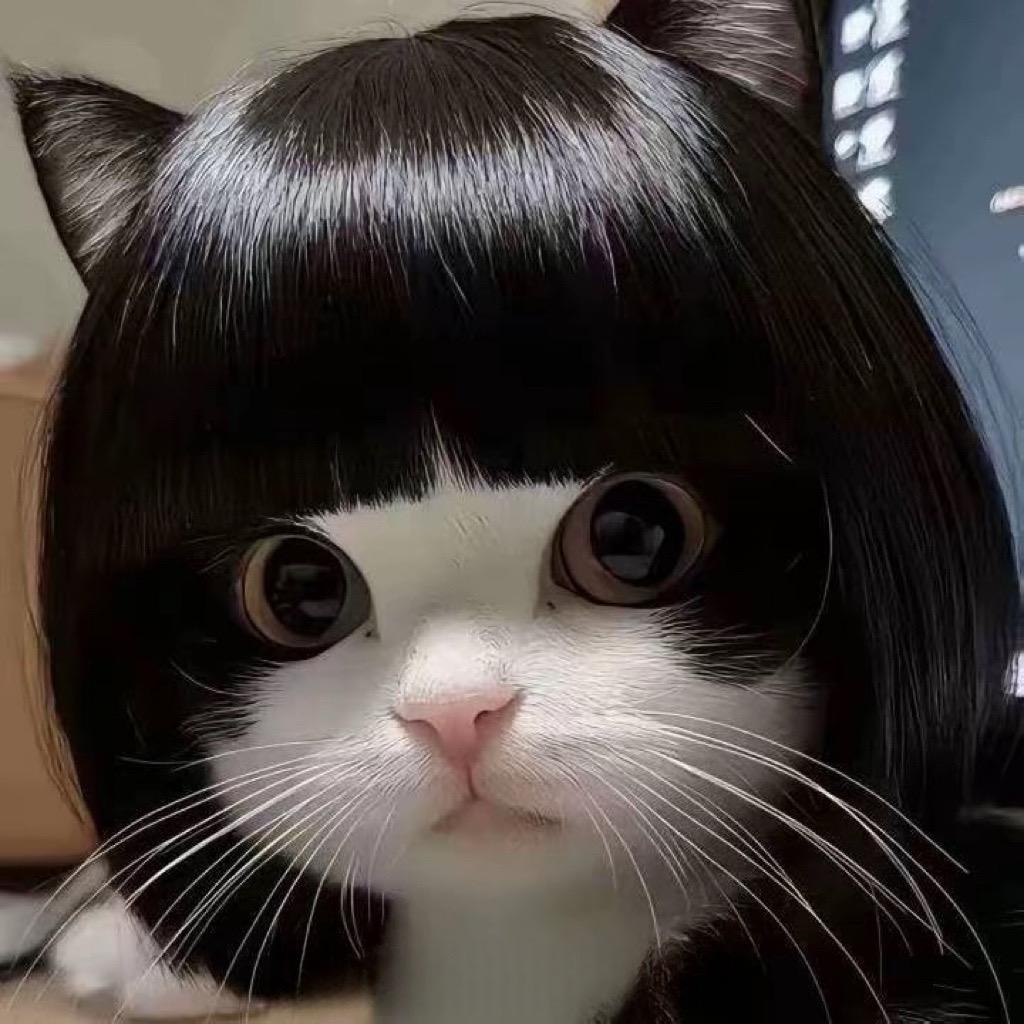 朵猫猫/•᷅•᷄\୭