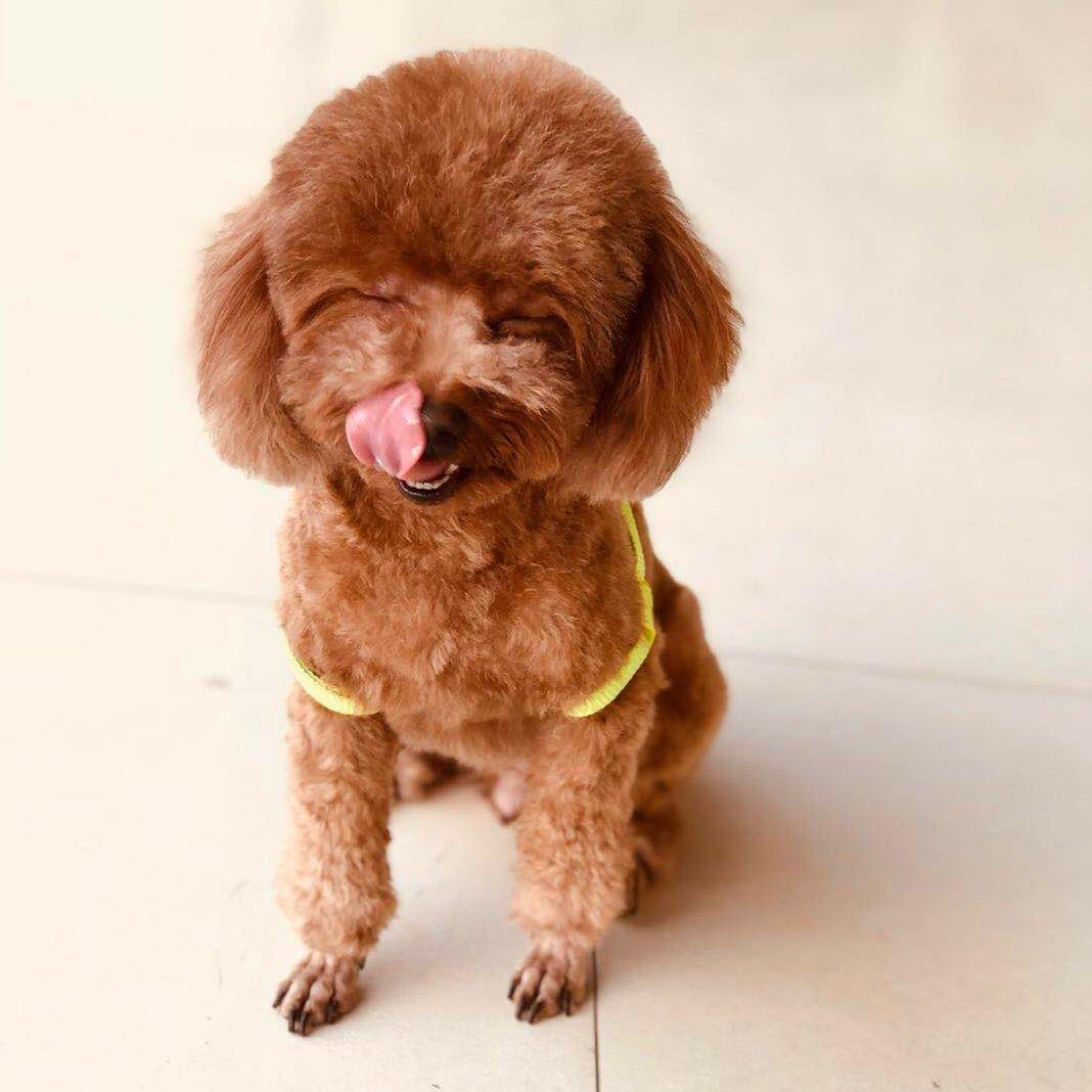 好了～狗崽崽💚➕❤️🟰💛