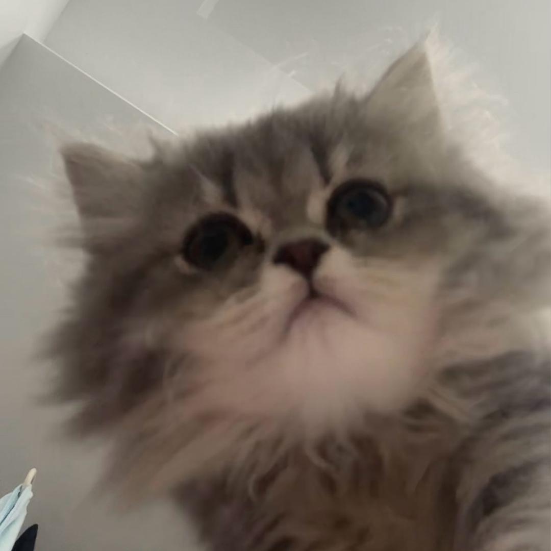 Yuki是个可爱鬼🦁