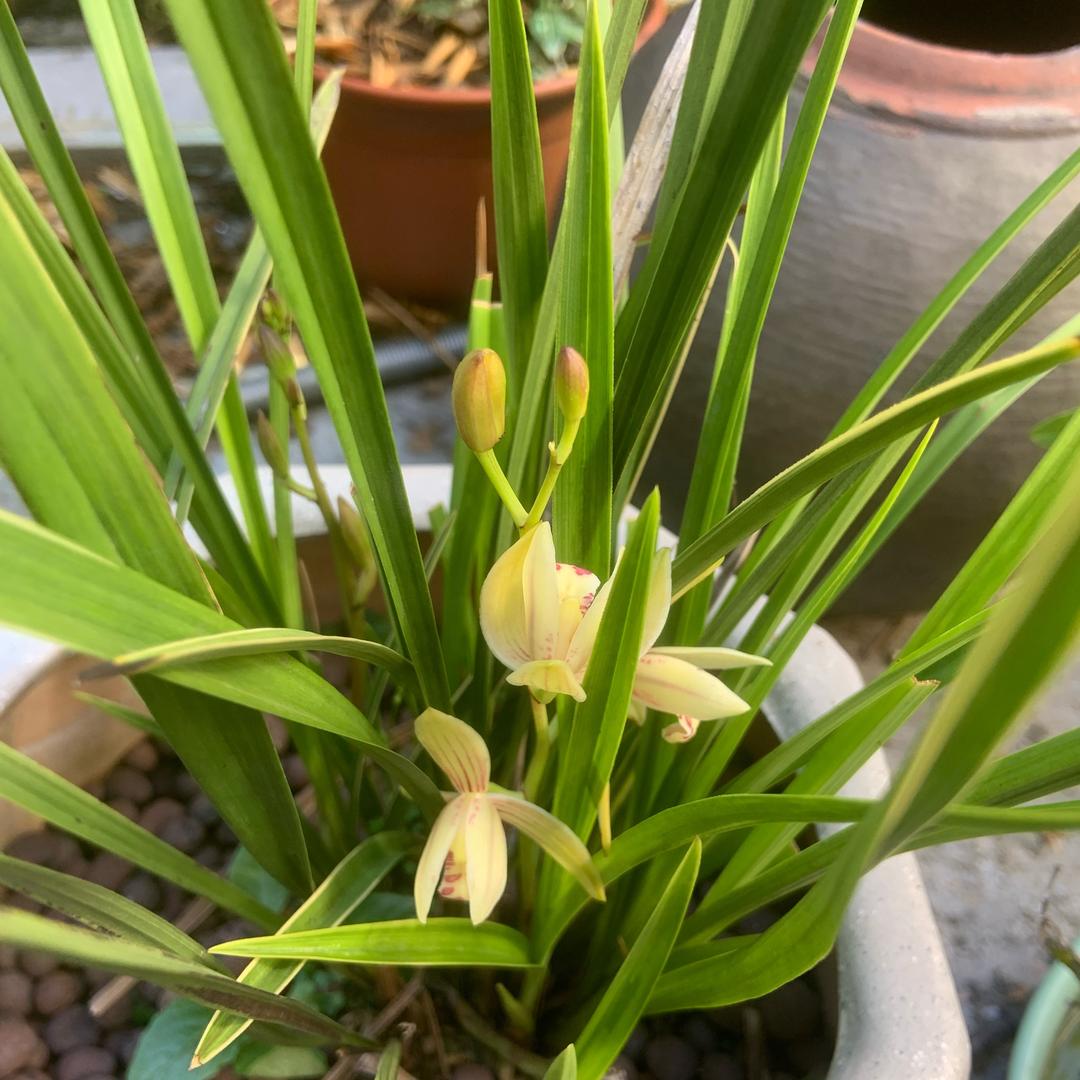 ꧁好运常在🍀✨💞ᝰ꧂