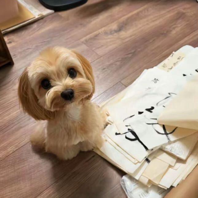 温煤球👻