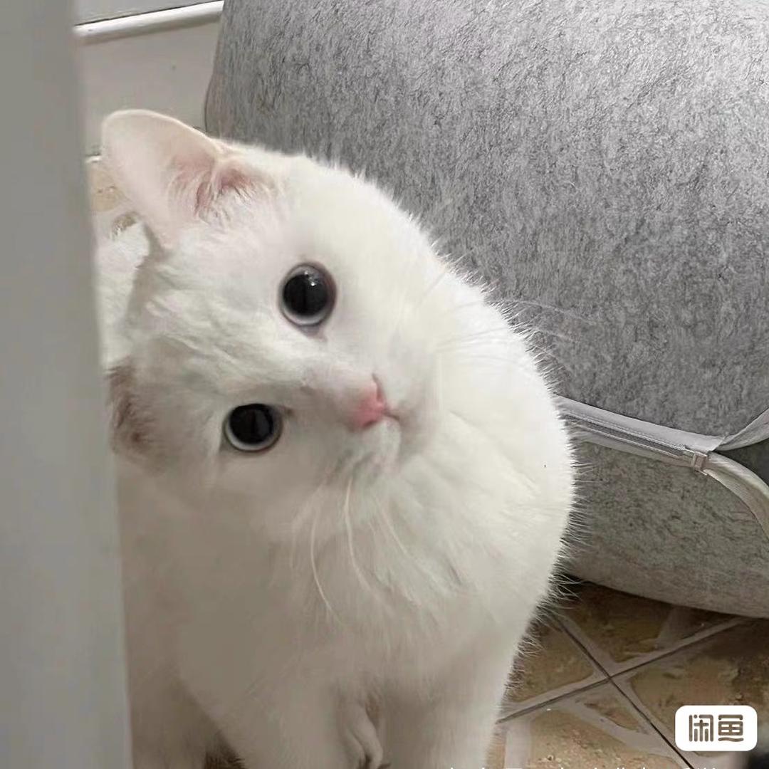 可乐