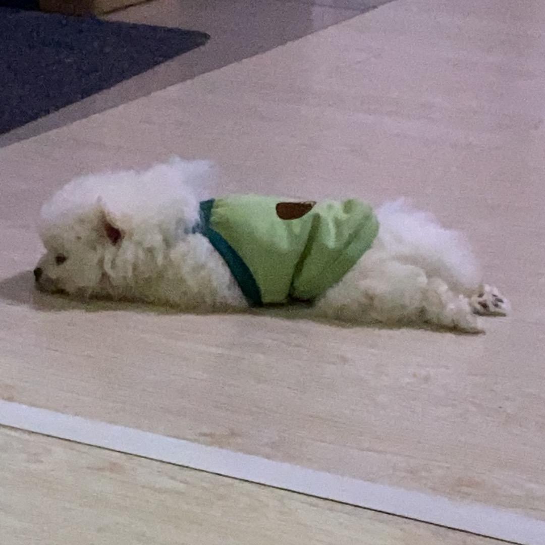 是 mini吖🐙