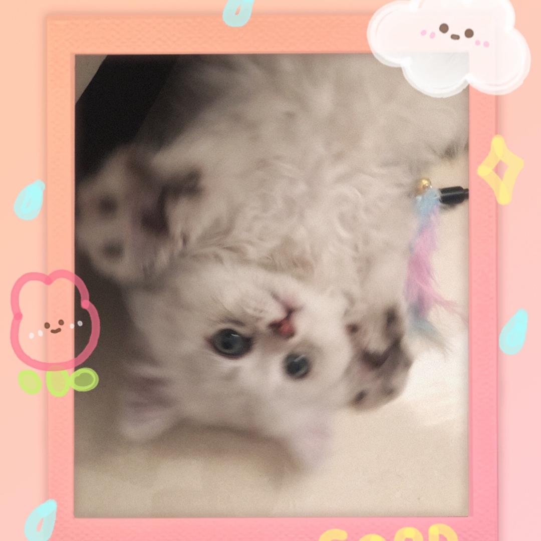 喵喵是只喵🐱