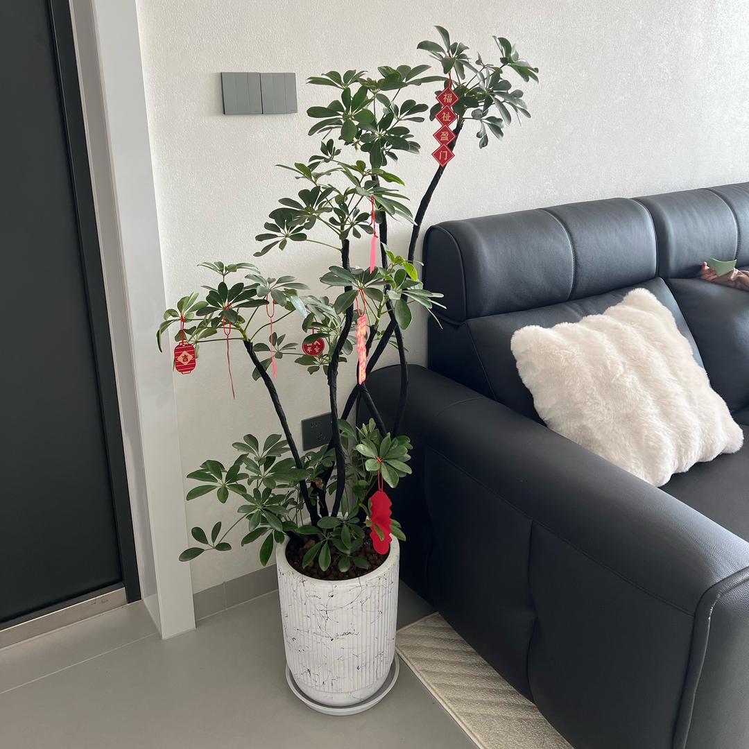 小蜗牛的窝