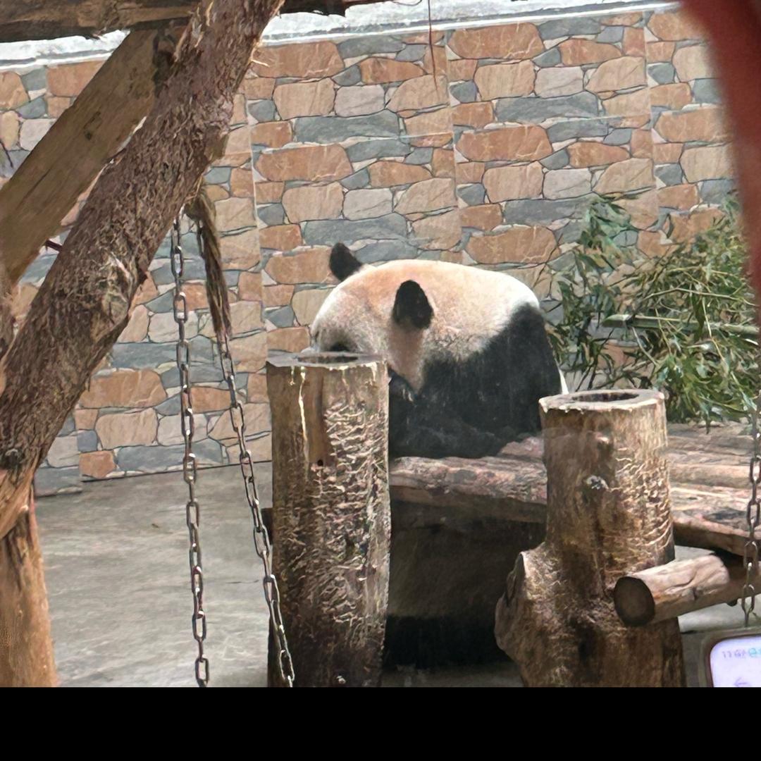 狗蛋