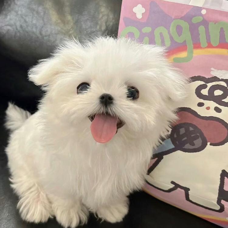 L唐木木