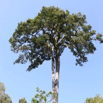 东阳