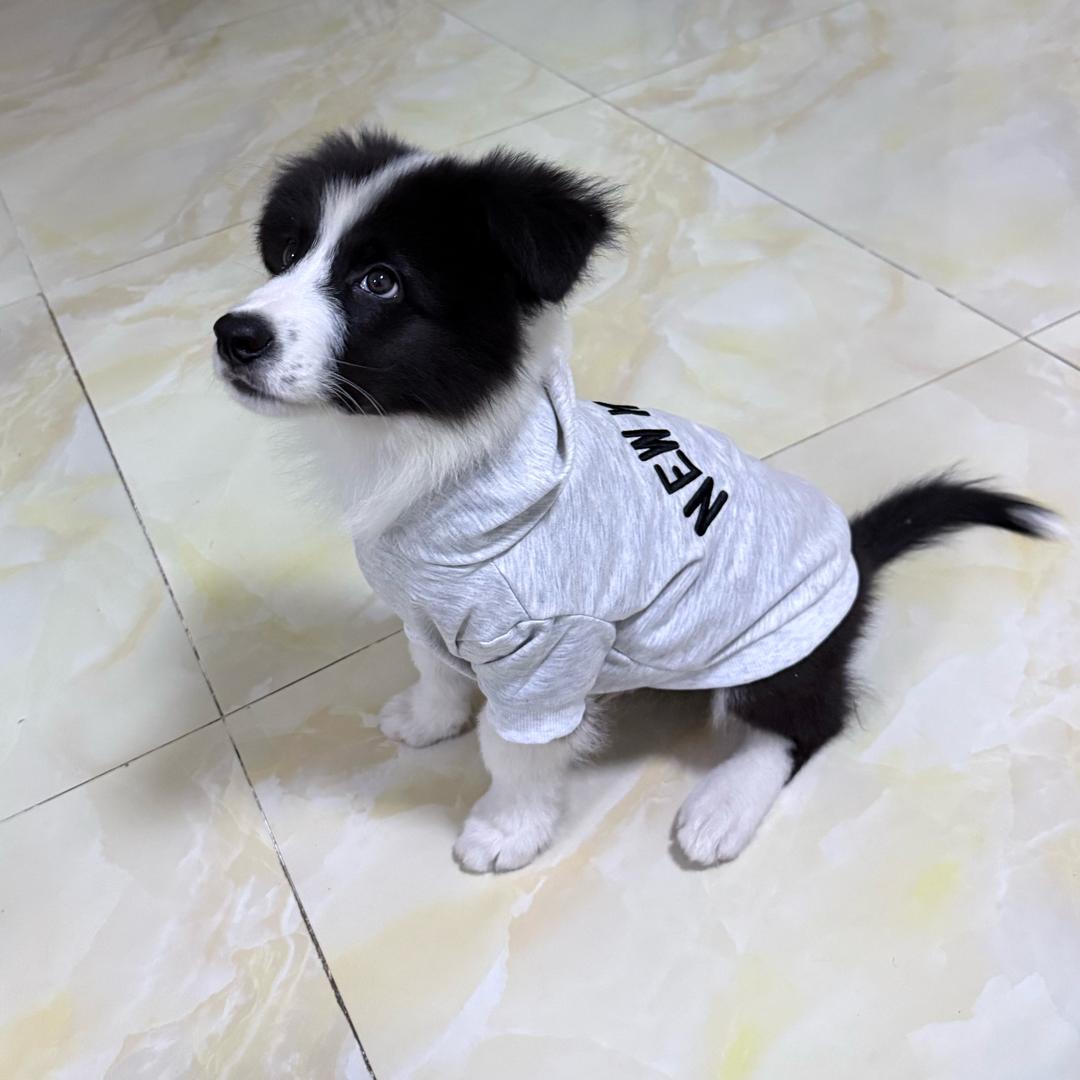 Fanfan🐾