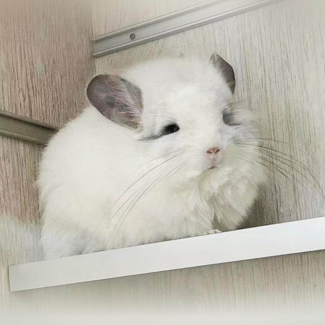 大胖龙猫馆-2号管理